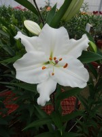 [5345 All Choice 18 ST No01.JPG]